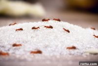 Why Ignoring Early Pest Signs Can Cost You Big Later