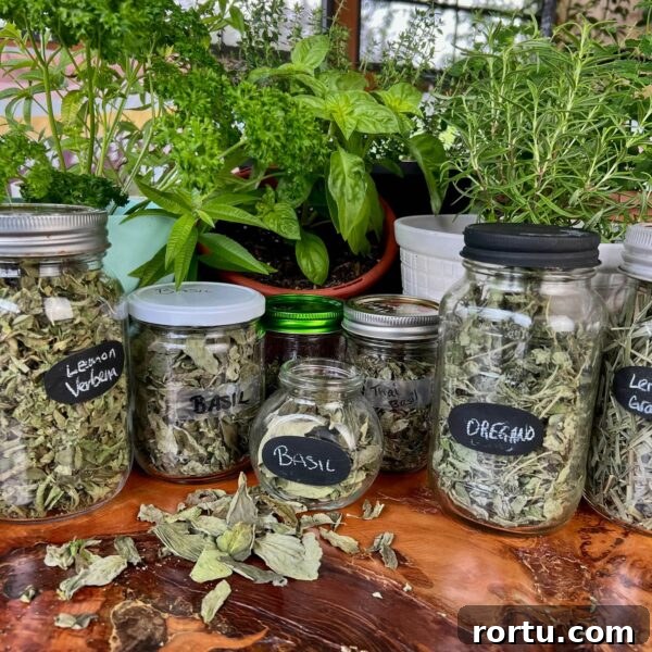 jars of dried herbs