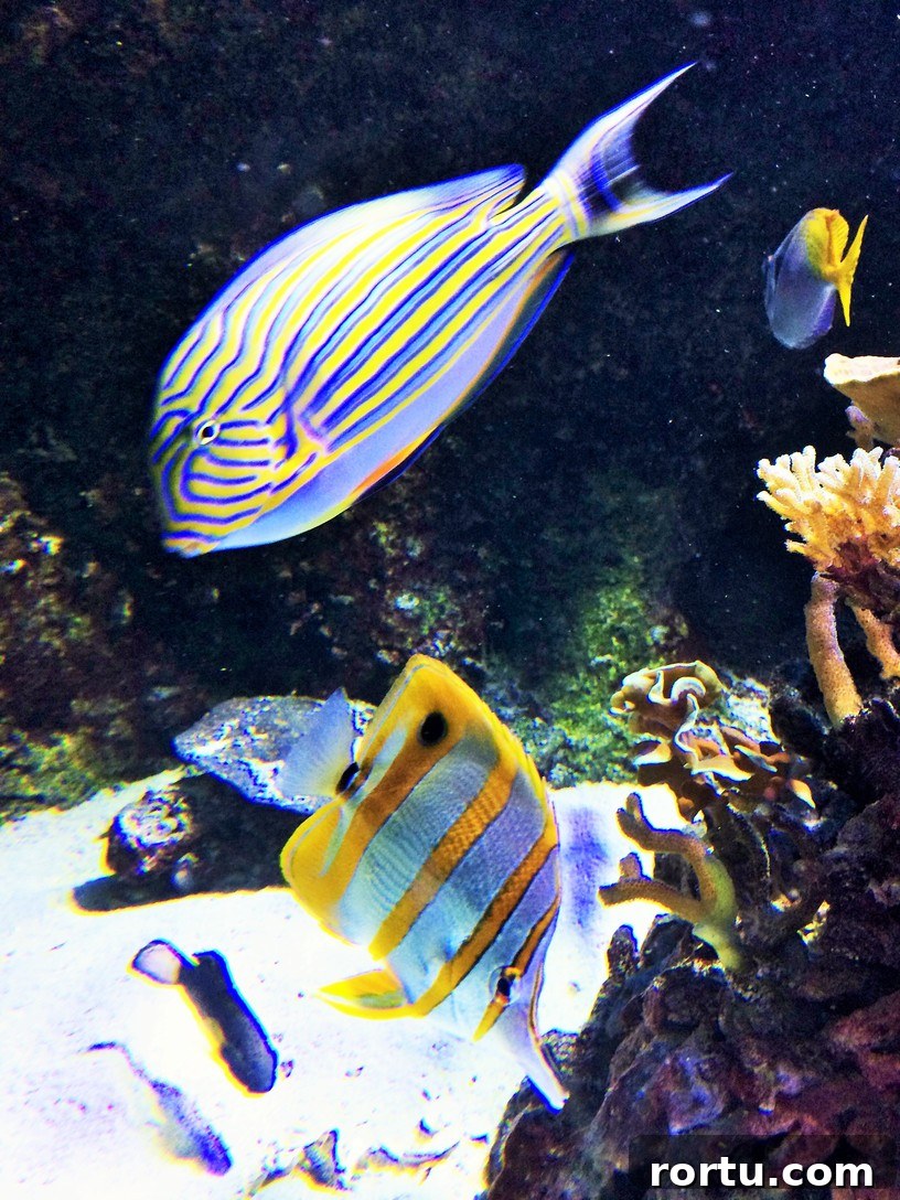 Porte Dorée Aquarium, 12th arrondissement, Paris. | ahedgehoginthekitchen.com
