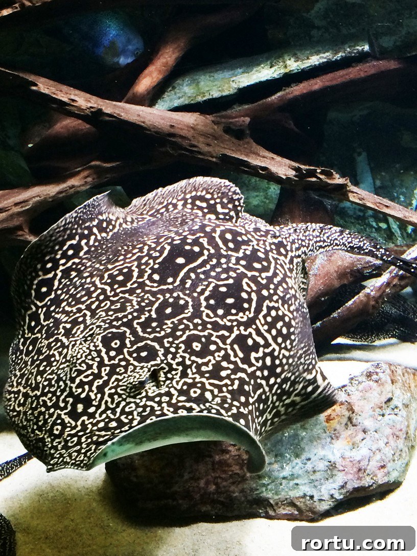 Porte Dorée Aquarium, 12th arrondissement, Paris. | ahedgehoginthekitchen.com