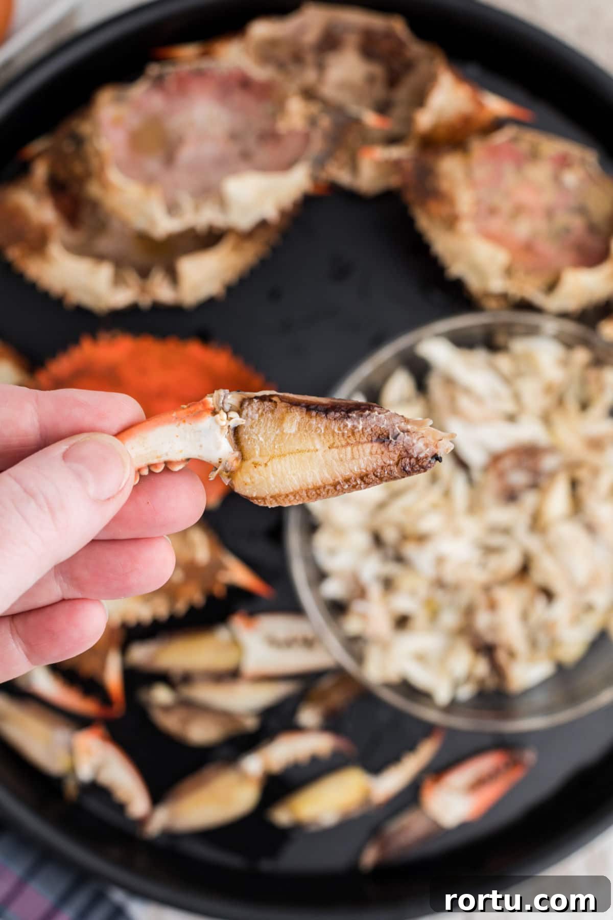 hand holding up a peeled crab claw full of meat - stuffed crab recipe