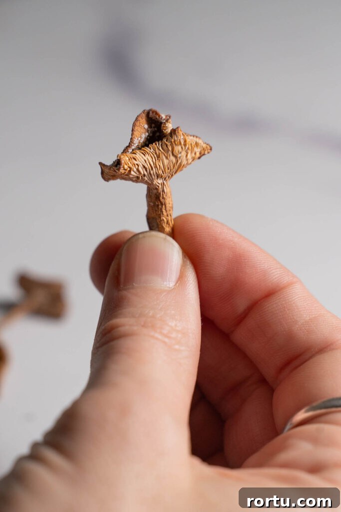 Candy Cap Sugar: How to Use Candy Cap Mushrooms for Sweet, Maple-Like Flavor 3 Close up of a dried candy cap mushroom