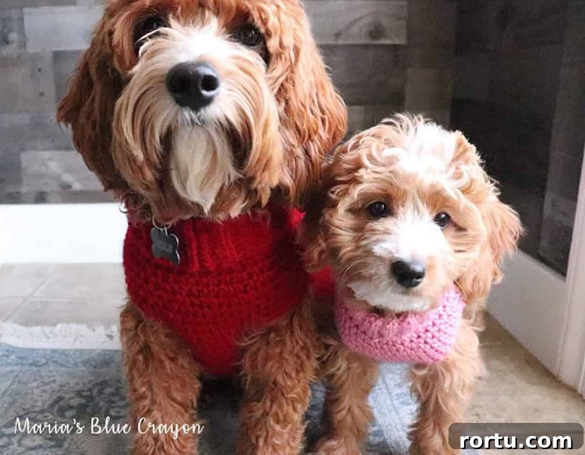 Maria's Blue Crayon Image shows two two dogs wearing a red and a pink crochet sweater. -Skip To My Lou